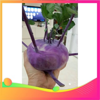 Hạt Giống Su Hào Tím - 30 Hạt [ Tặng bộ dụng cụ làm vườn Mini 3 món ] VIETGAR