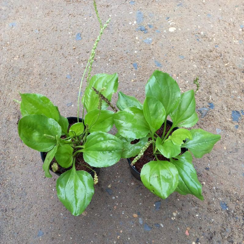 CÂY GIỐNG  MÃ ĐỀ