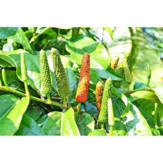 Cây 🌲 Tiêu lốp... đang trái