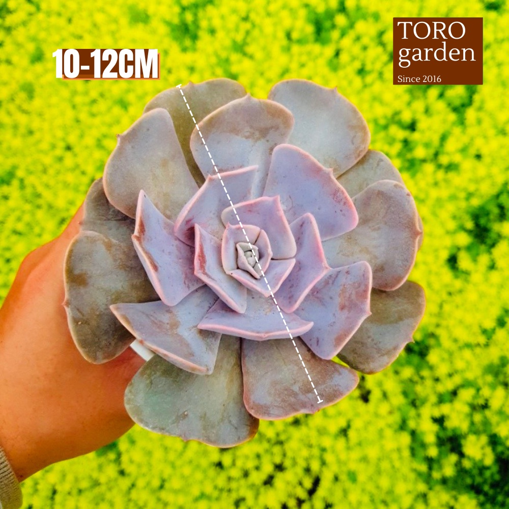 Sen đá đất hồng Đà Lạt size trung bình cây cảnh trang trí nhà cửa Toro garden