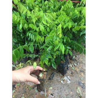 COMBO 3 CÂY SƯA ĐỎ CAO 60CM