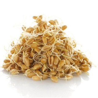 500 gr Mầm Lúa Mạch