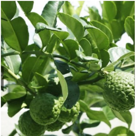 Cây giống Cây Chúc -vườn của boss