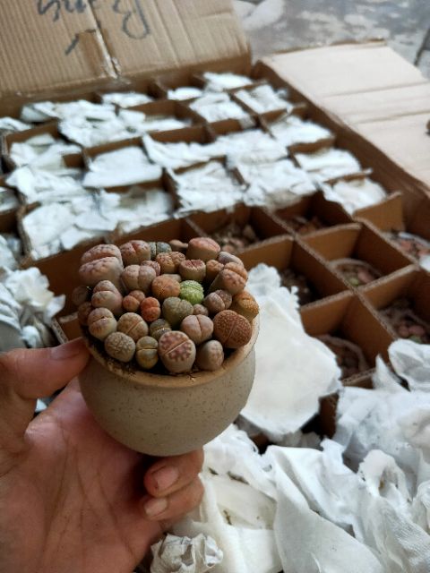 Sen Mông, Thạch Lan, Lithops (Chậu kiểu như ảnh)