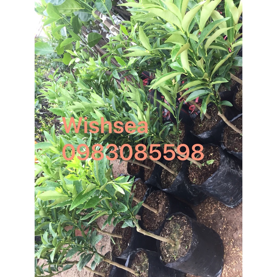Cây quất ngọt đang có hoa và quả