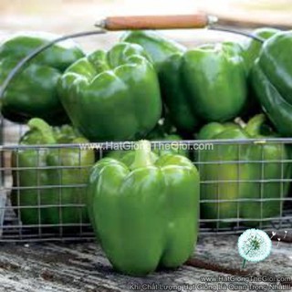 10h Hạt Giống Ớt Chuông Ngọt F1 Xanh 180Gram TG61 (TLA0| B51*M231)