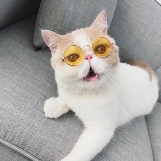 KÍNH MẮT CHO MÈO CƯNG