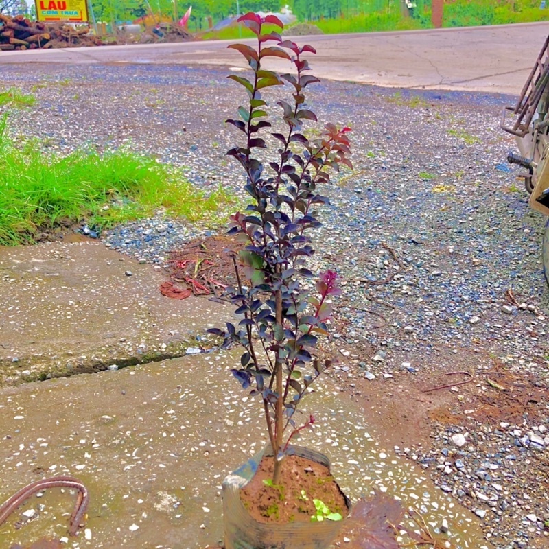 Cây tường vi huyết long - THẾ GIỚI HOA CÂY CẢNH - cao 70-80cm .