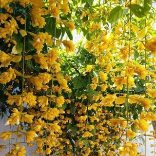 Cây lan Hoàng Dương leo khỏe đẹp sắp ra hoa