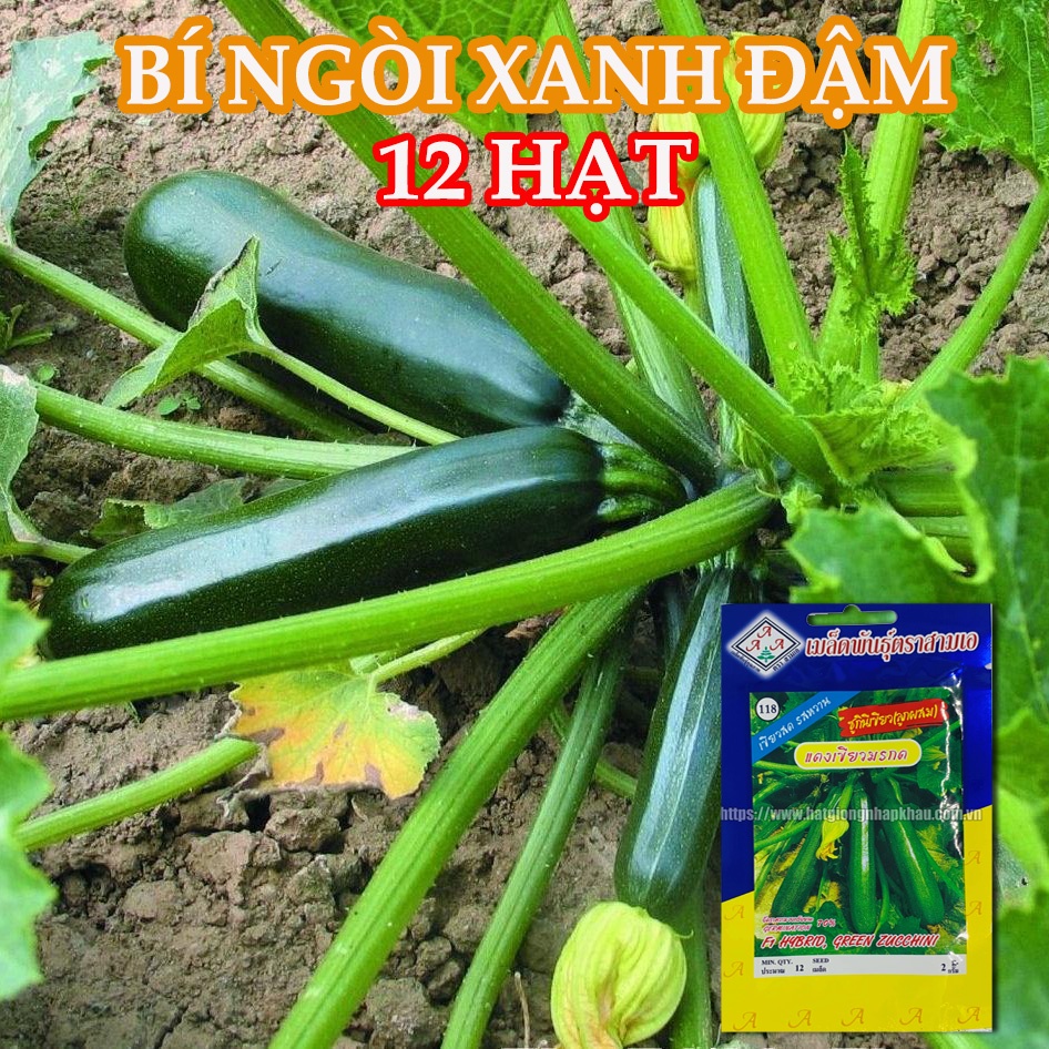 Hạt giống bí ngòi xanh đậm Thái Lan. 12 hạt/gói
