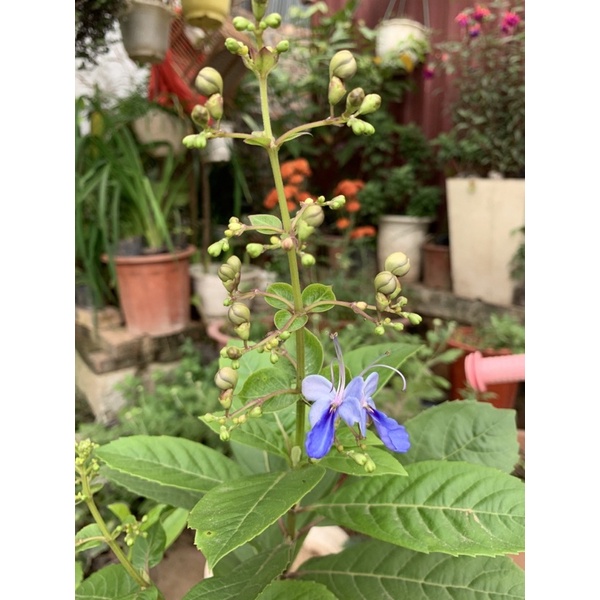 Cây giống Hoa Cánh Tiên - Thanh Điệp