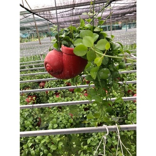 Kiểng lá: Đô-la chậu treo