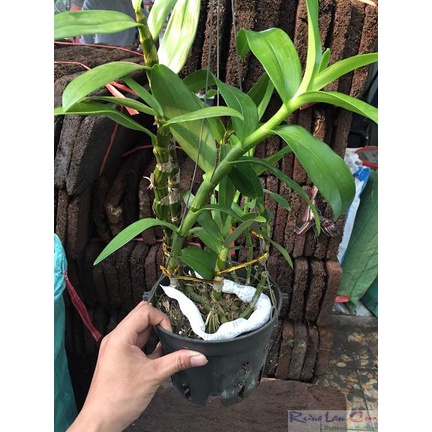 Phân trắng nhật 6-40-6-15mg hyponex magampk.