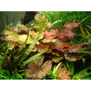 cây thủy sinh hoa $úng thái- 1pcs