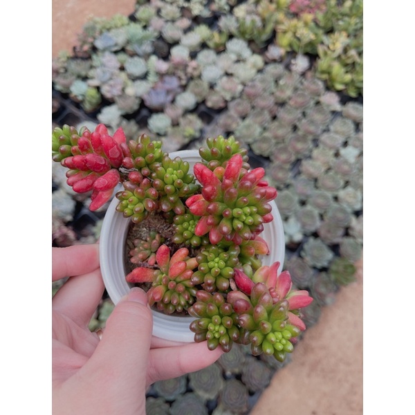 Sen đá thạch ngọc size trung 6-8 cm