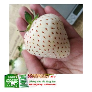 Hg1c 50 hạt giống dâu tây trắng chịu nhiệt Dâu tây Nhật