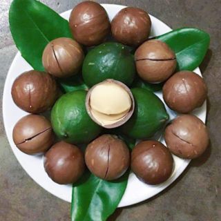 Com bo sỉ Măc ca