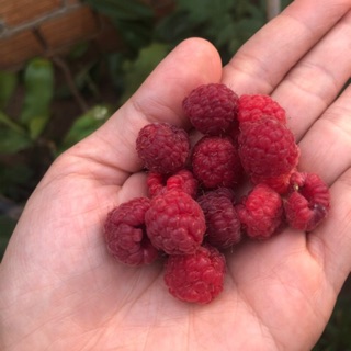 Cây giống mâm xôi  đỏ trưởng thành