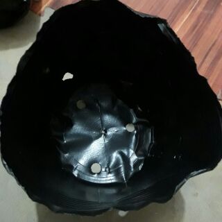 Túi ươm cây 1kg