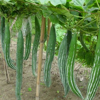 0.5g Hạt giống Mướp rắn   