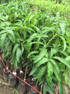 Cây giống bơ quả dài