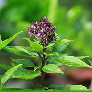 10gram HẠT GIỐNG RAU QUẾ