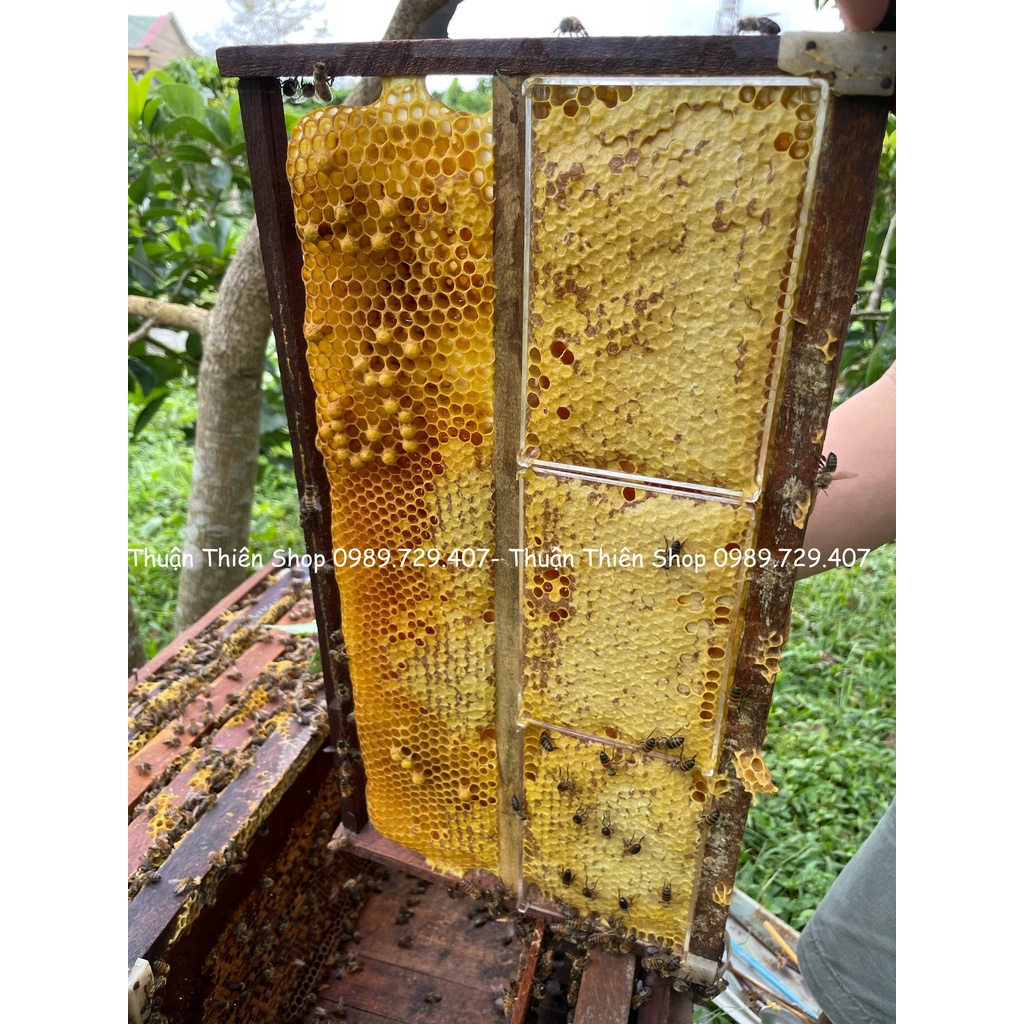 CAO TINH NGHỆ SỮA ONG CHÚA | BigBuy360 - bigbuy360.vn