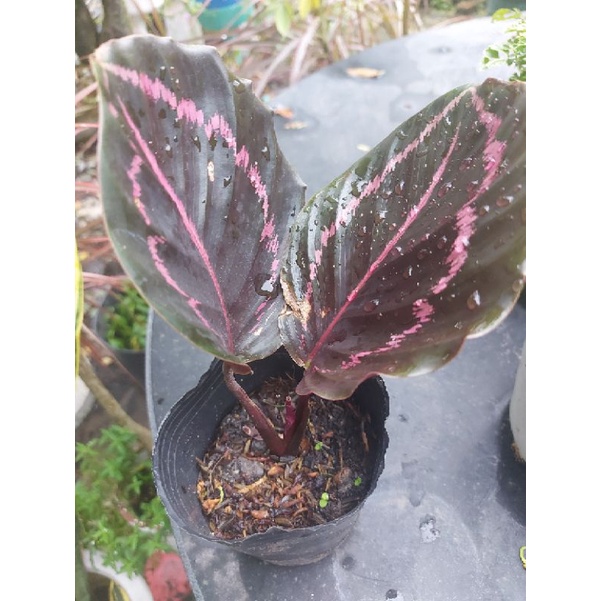 Cây đuôi công tím