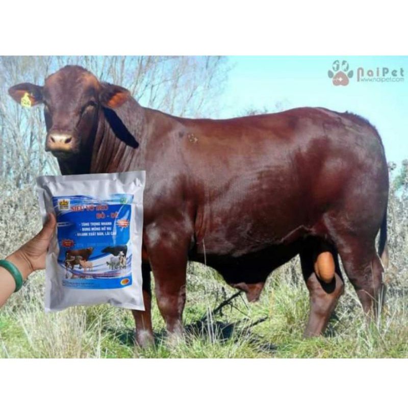 SIÊU VỖ BÉO BÒ DÊ