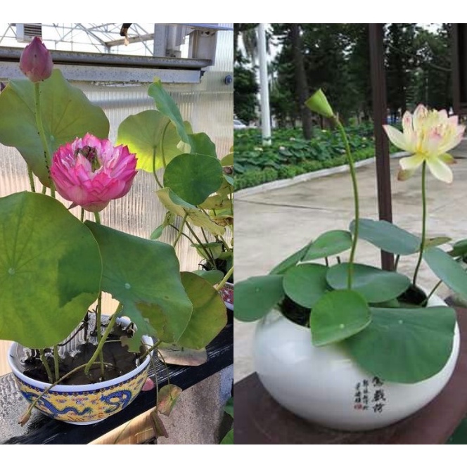 Sen Mini Full Màu Chịu Nhiệt - TẶNG KÈM THUỐC KÍCH MẦM SIÊU TỐC