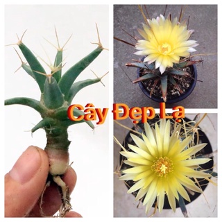 Cây xương rồng mới không gai Leuchtenbergia principis