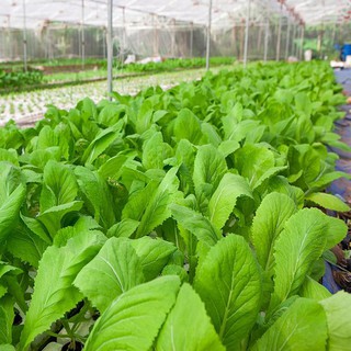 Hạt giống rau cải mơ Hoàng Mai gói 50 gram