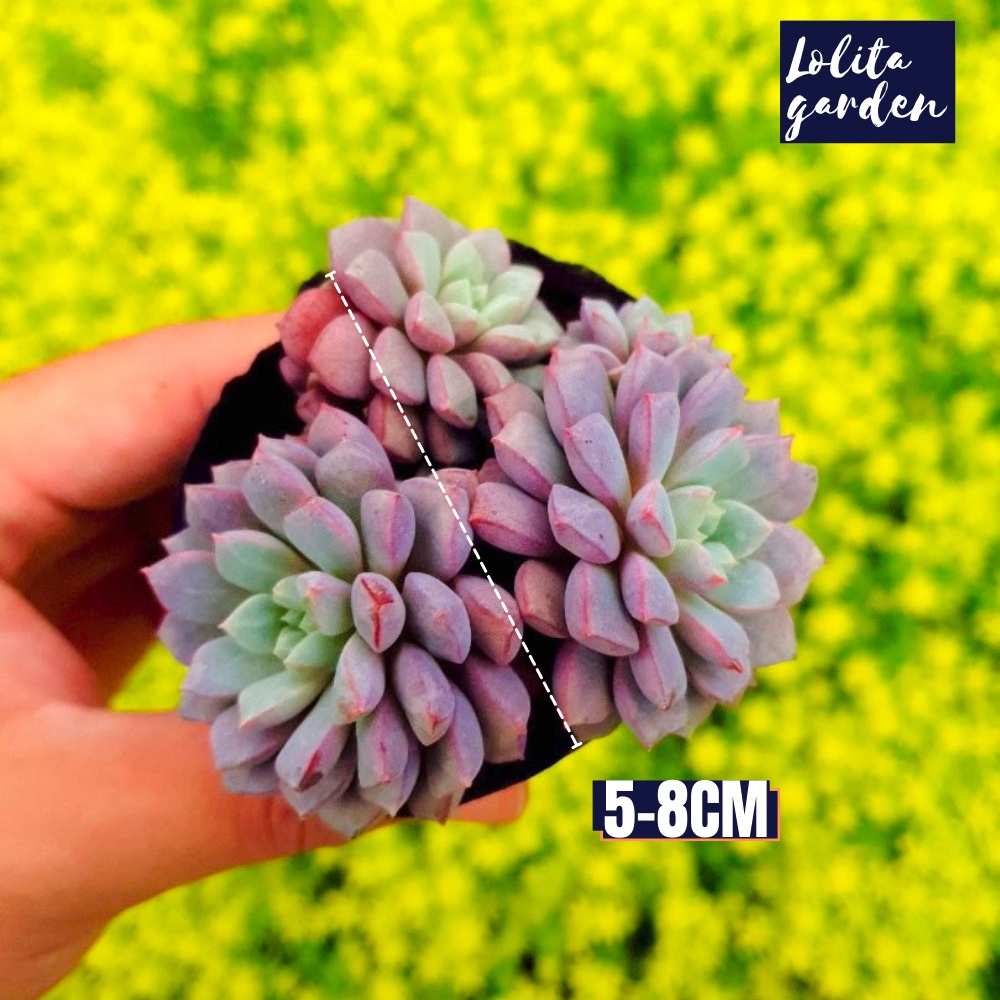 Sen đá kim cương tím Đà Lạt size bé cây cảnh trang trí nhà cửa Lolita garden