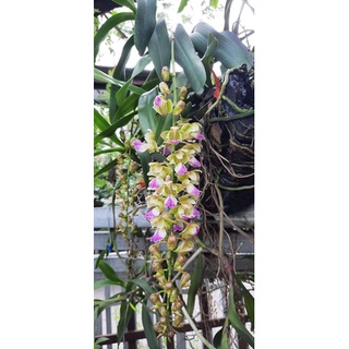 Phân bón hữu cơ GE chuối