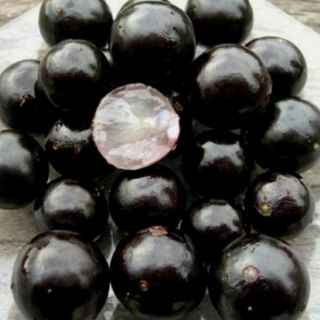 Cây giống nho thân gỗ