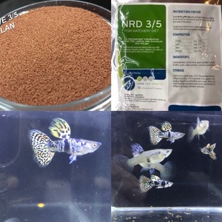 cám cá guppy tiger king cobra(2 cap)