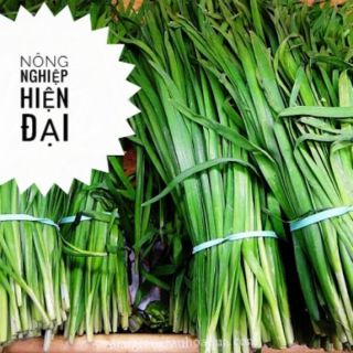 Hạt Giống Hẹ Lá (1gram)