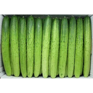 [SEEDS] DƯA LEO NẾP [NHẬP HÀN QUỐC]