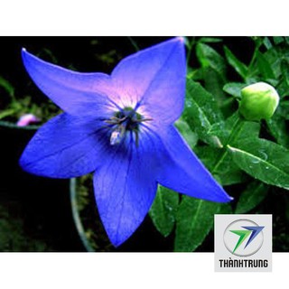 gói 100 hạt giống hoa cát cánh THANH TRUNG