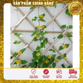 Hạt giống Hoa Ánh Dương ( 04 hạt)