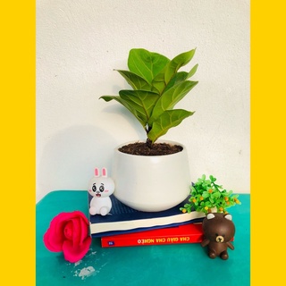 Cây Bàng Singapore- bàng Singapore để bàn mini kèm chậu gốm - cây cảnh phong thuỷ