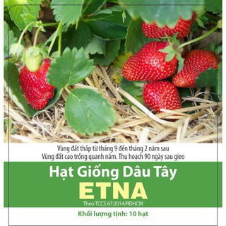 [Hạt Giống] Dâu Tây Rạng Đông ETNA Đỏ Siêu Trái, Thơm Ngọt (1 Gói 10 hạt)