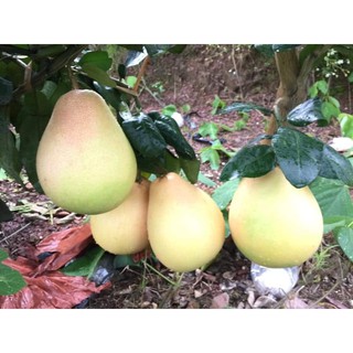 CÂY GIỐNG BƯỞI ĐỎ PHÚC KIẾN