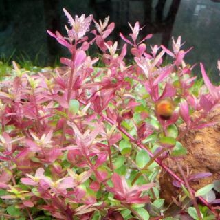 Vảy ốc siêu hồng ( CÂY HẬU CẢNH. TRUNG CẢNH)  (25 ngọn 50k)