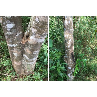 TINH DẦU TRẦM HƯƠNG KEPHA 1ml