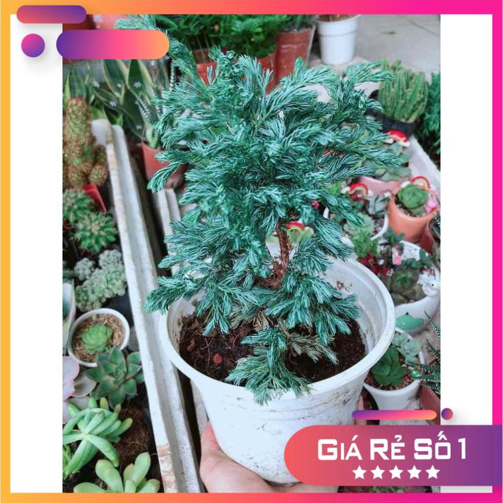 Cây Tùng Tuyết Ưa Thích