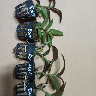 Lan phi điệp Esaso giống