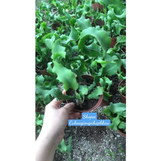 Chậu Nhật Quỳnh Lá Xoắn