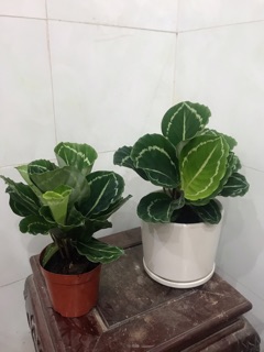 Đuôi công lá xanh viền
