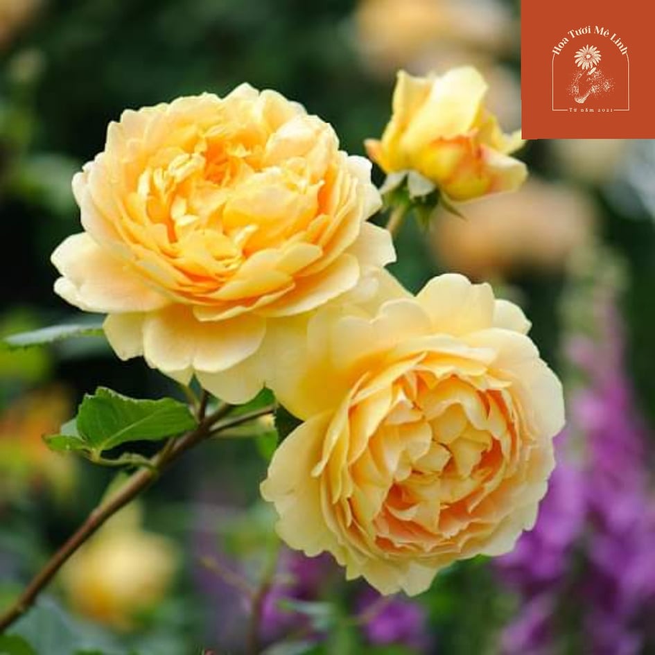 Hoa hồng ngoại Golden Celebaration Siêu Phẩm leo mới ra lò -HoaTuoiMeLinh